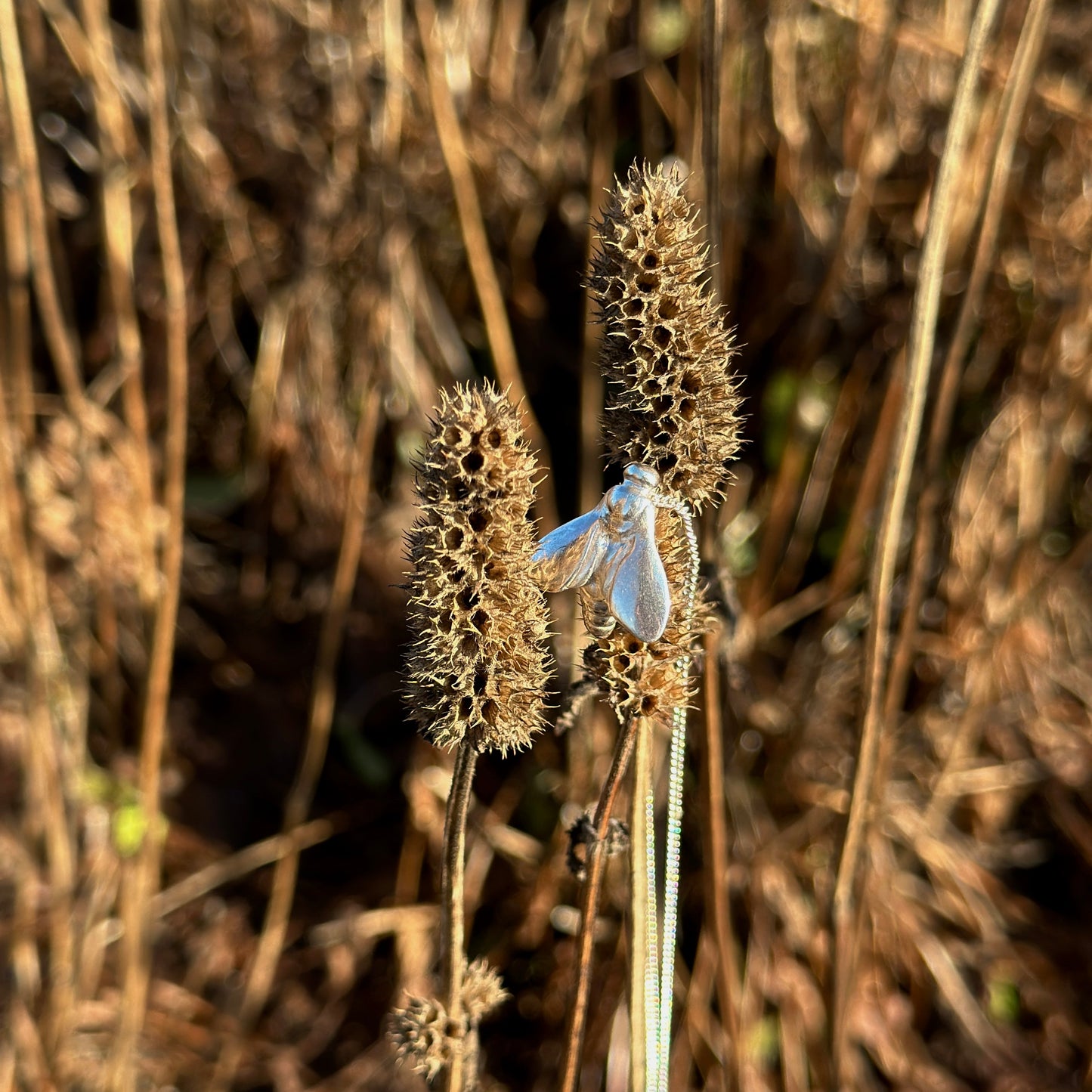 Halsband Pollinatör